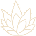 agave
